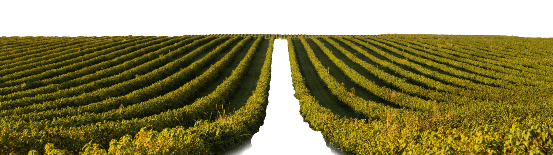 layer_04_bottom_png.png